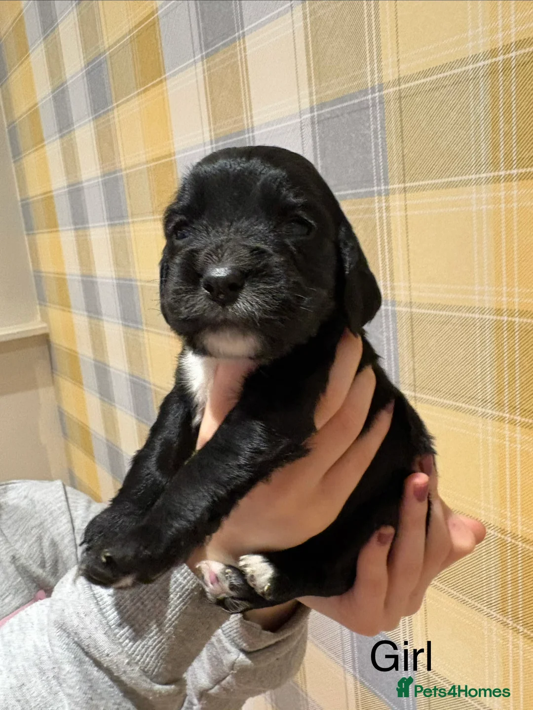 Sprocker dogs for sale: 7 Sprocker Puppies  - Advert 8