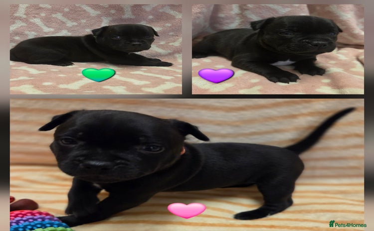 Staffordshire Bull Terrier dogs - Advert 3