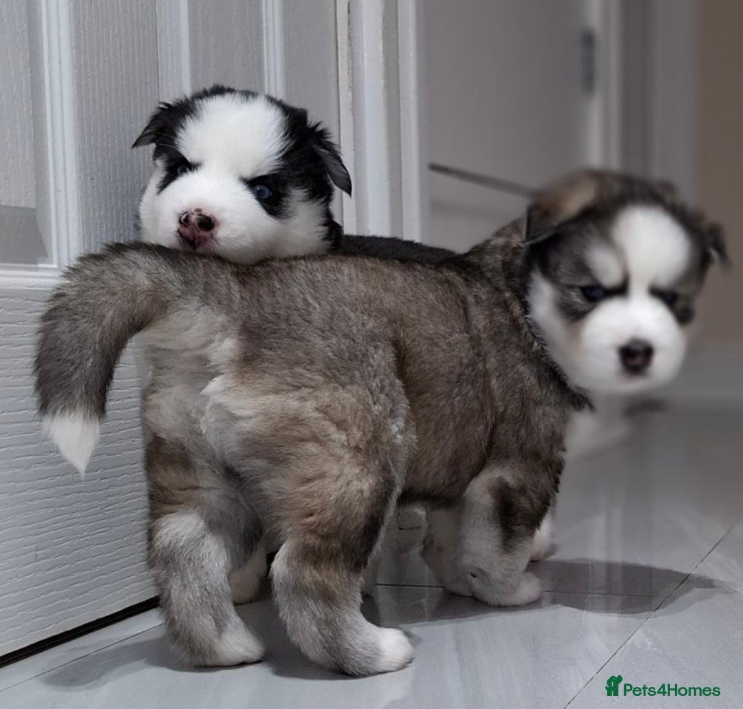 Siberian Husky dogs for sale: Siberian Huskies 1 Male 4 Female - Advert 23