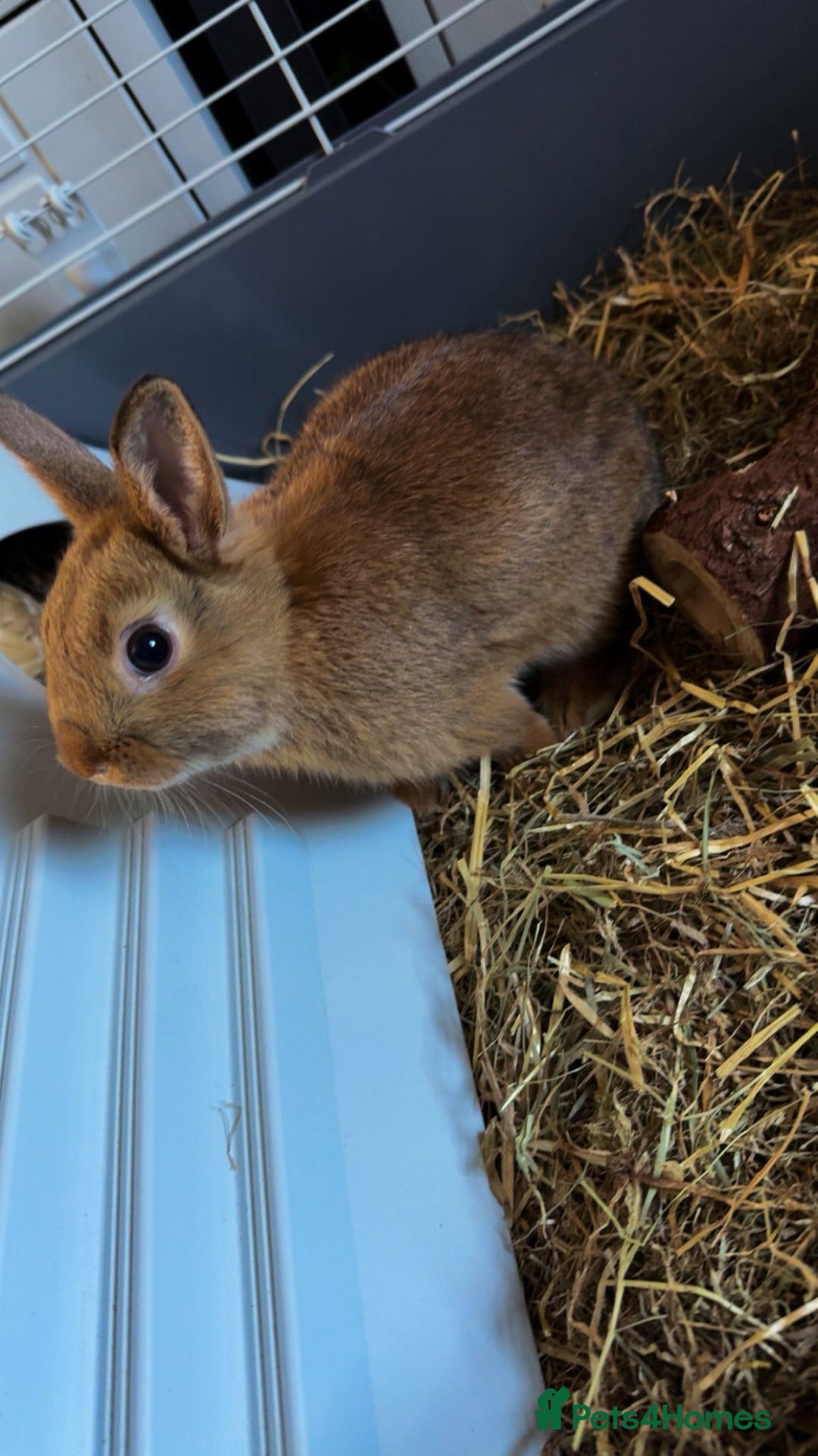 Netherland Dwarf rabbits for sale: Netherland Dwarf Rabbit with full set up - Advert 8