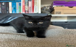 British Shorthair cats for sale: Champion GCCF Black British Shorthair Kittens - Image 12