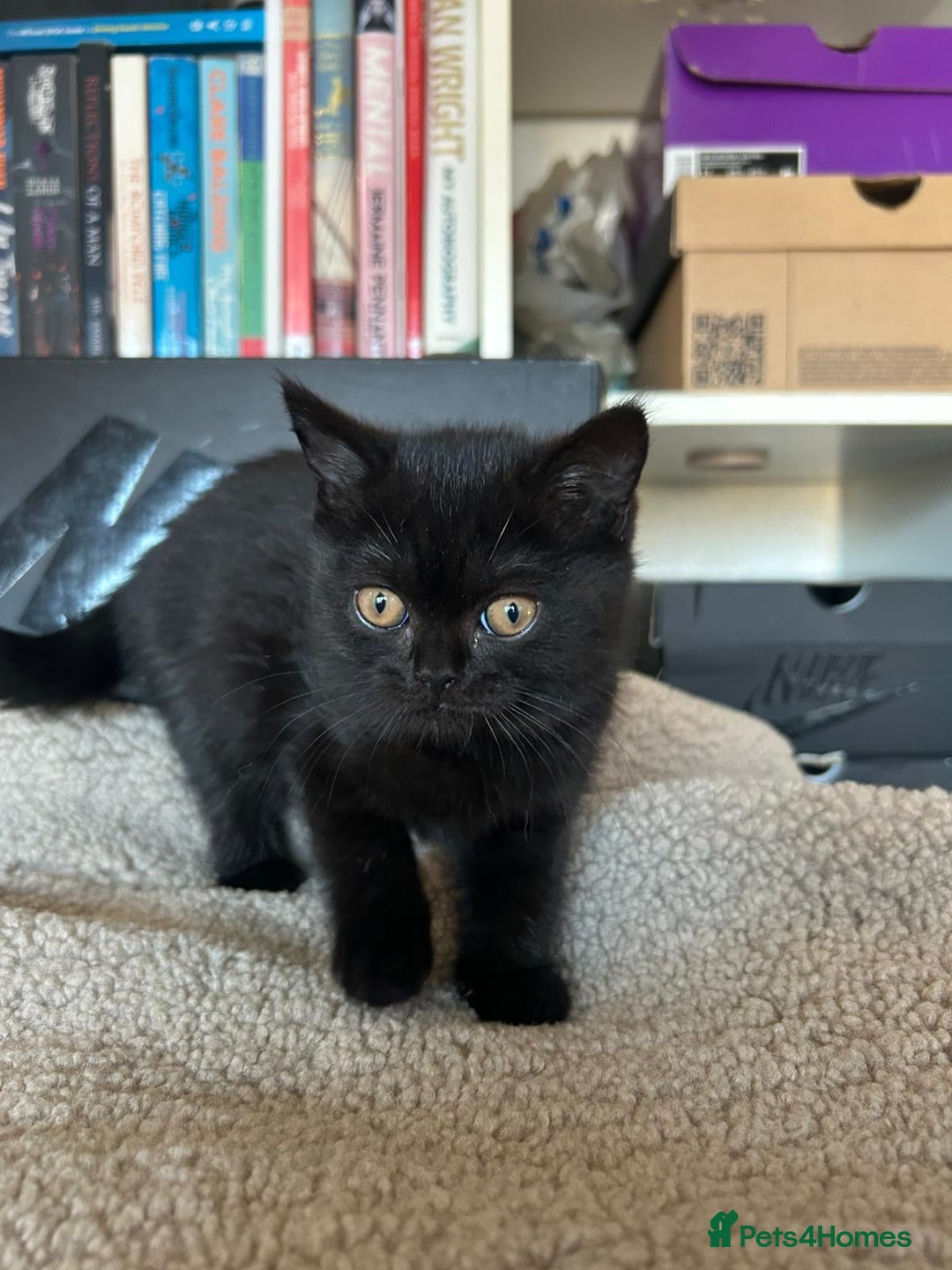 British Shorthair cats for sale: Champion GCCF Black British Shorthair Kittens - Image 12