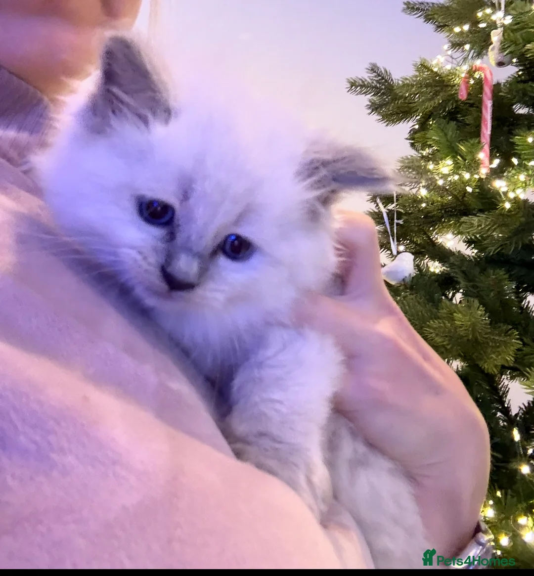 Ragdoll cats for sale: 💎🐾Beautiful Ragdoll Kittens🐾💎 - Advert 8