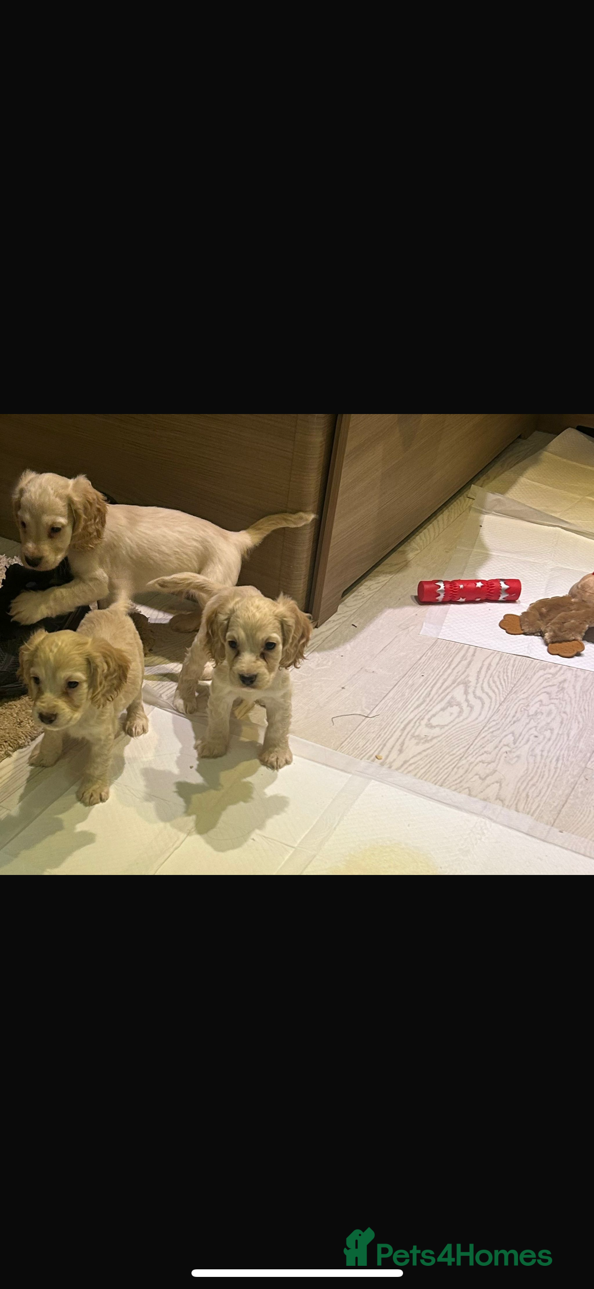 Cocker Spaniel dogs Beautiful cocker spaniels ❤️❤️ - Advert 11