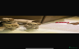 Cocker Spaniel dogs for sale: Beautiful cocker spaniels ❤️❤️ - Image 1