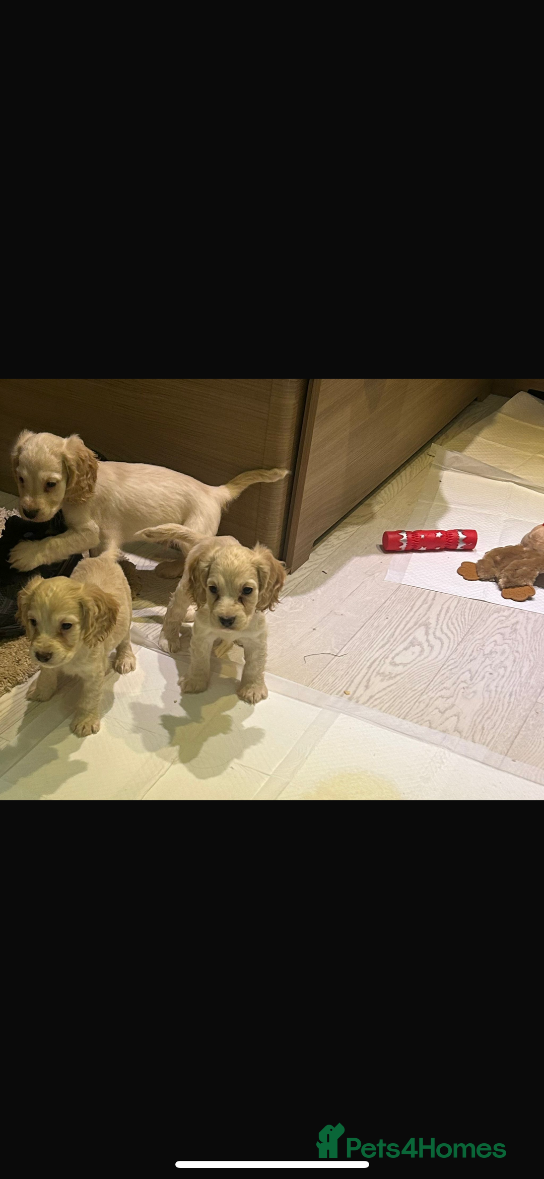 Cocker Spaniel dogs for sale: Beautiful cocker spaniels ❤️❤️ - Image 1