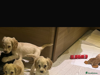 Cocker Spaniel dogs - Advert 5