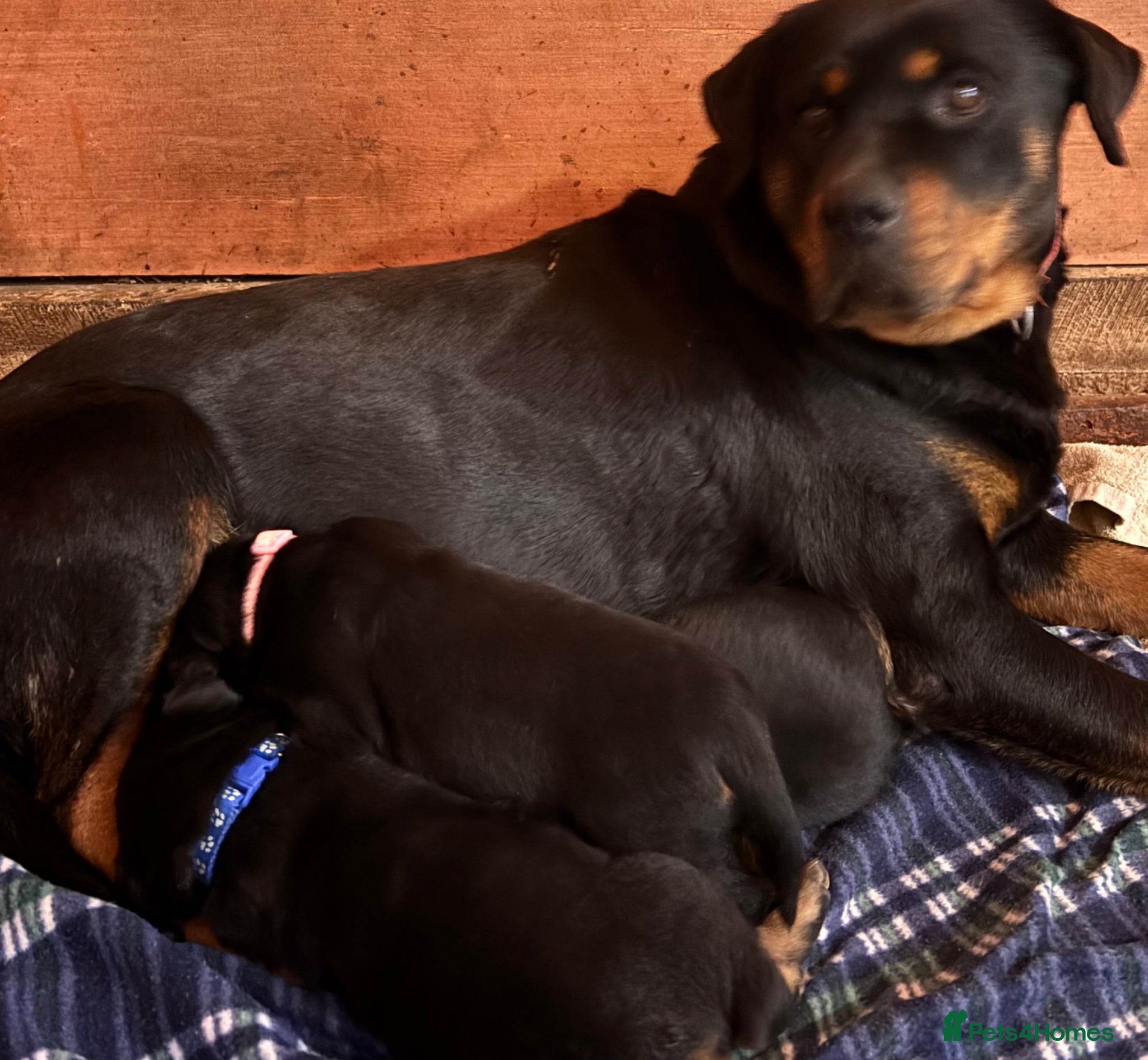 Rottweiler dogs for sale: Gorgeous chunky girl  - Advert 7