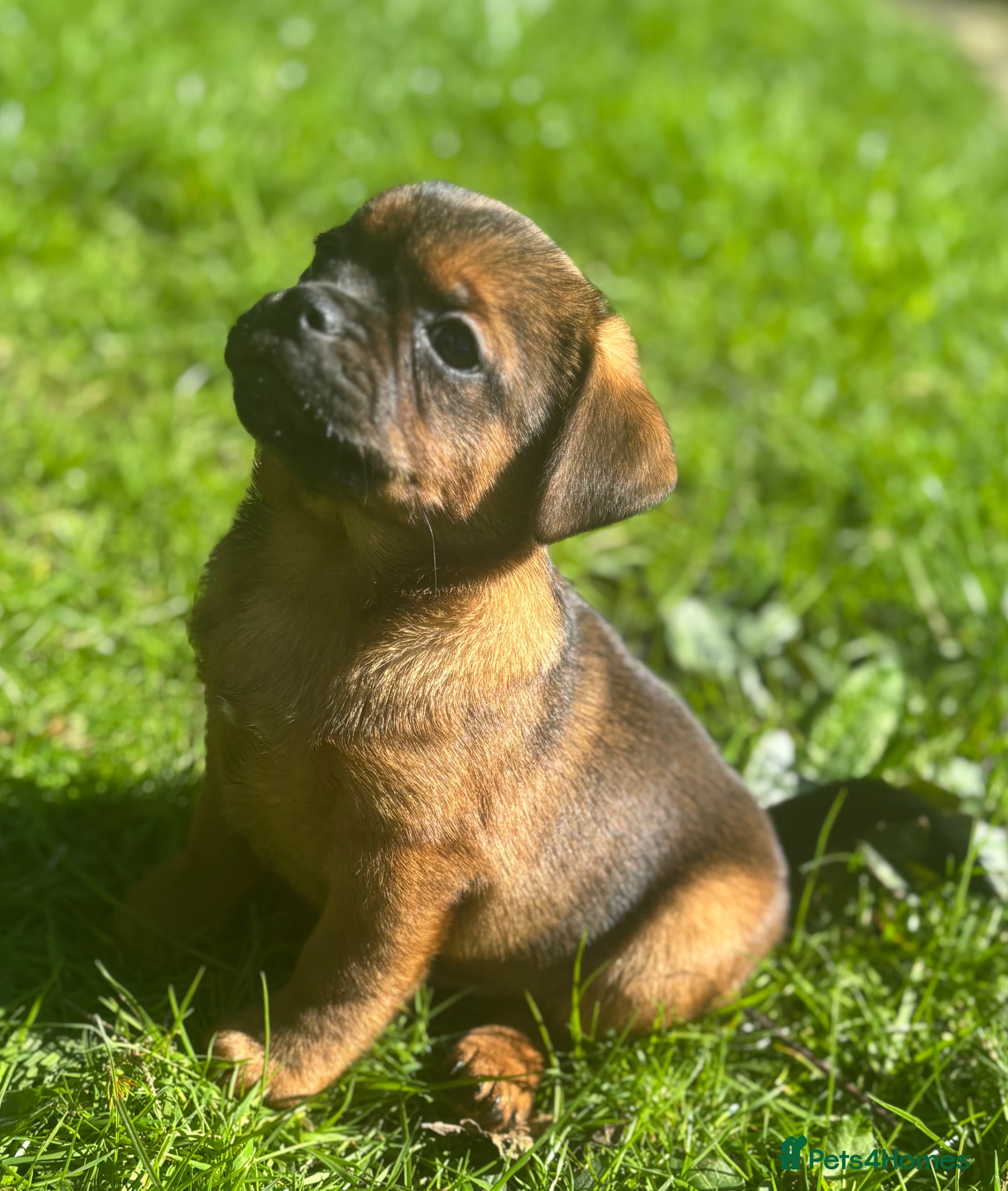 Mixed Breed dogs Beautiful bundles of fun looking for new homes - Advert 1