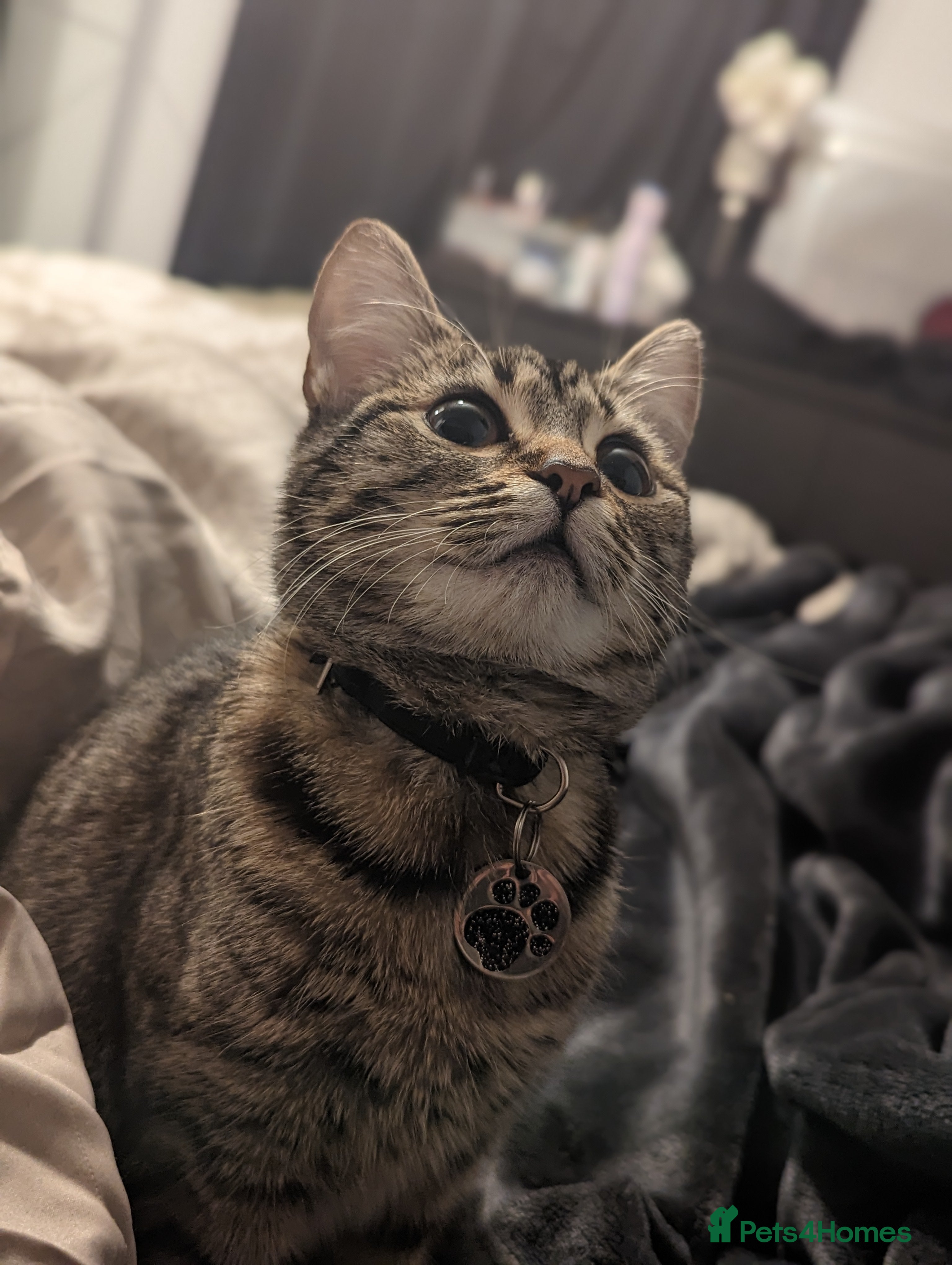 Mixed Breed cats New home needed - Advert 3