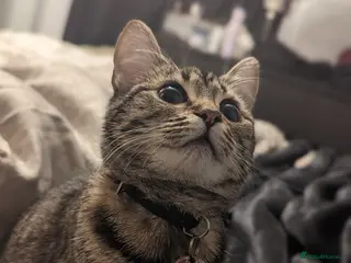 Mixed Breed cats New home needed - Advert 3