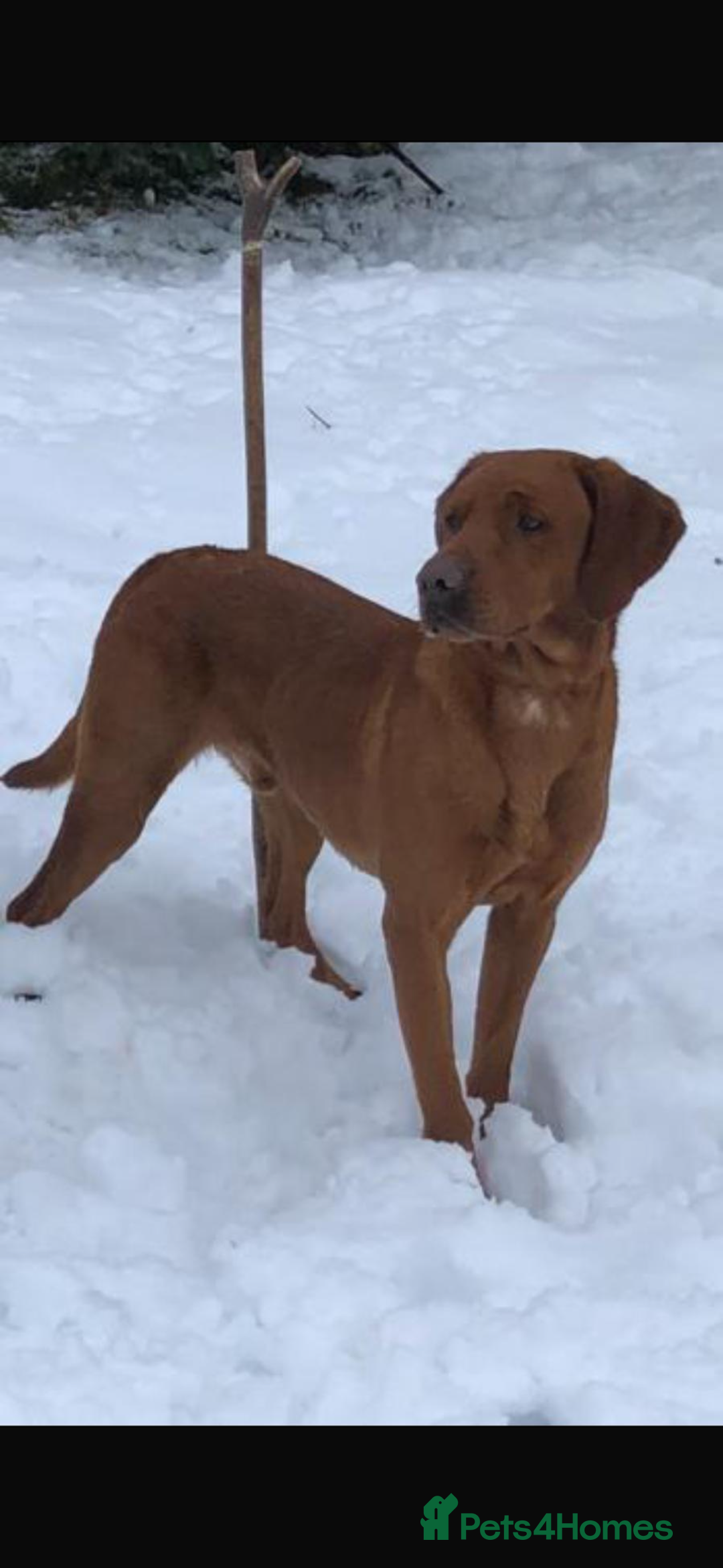 Labrador Retriever dogs for sale: My lovely Labrador puppies - Image 35