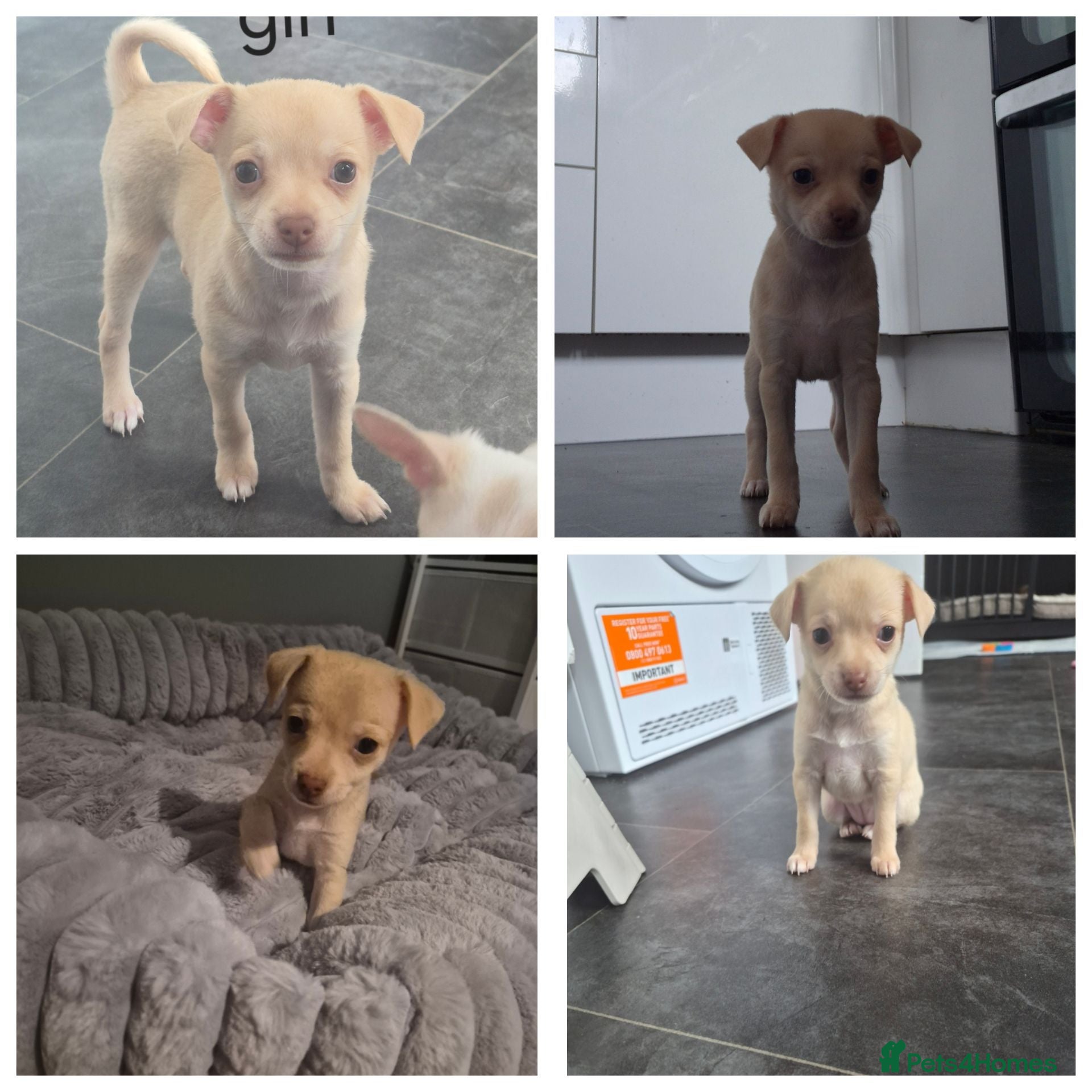 Chihuahua dogs 1 girl chihuahua left ready 10th August  - Advert 8