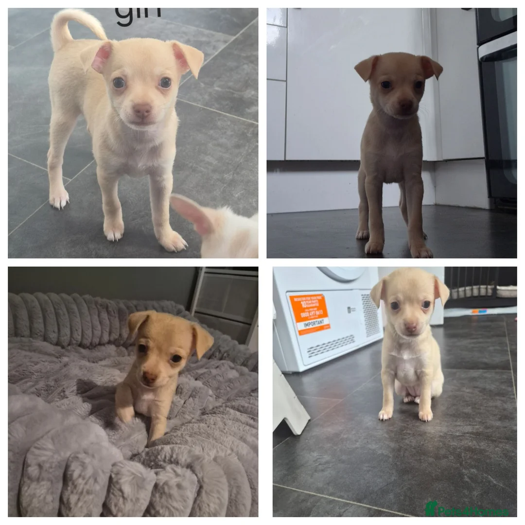 Chihuahua dogs for sale: 1 girl chihuahua left ready 10th August  - Advert 1