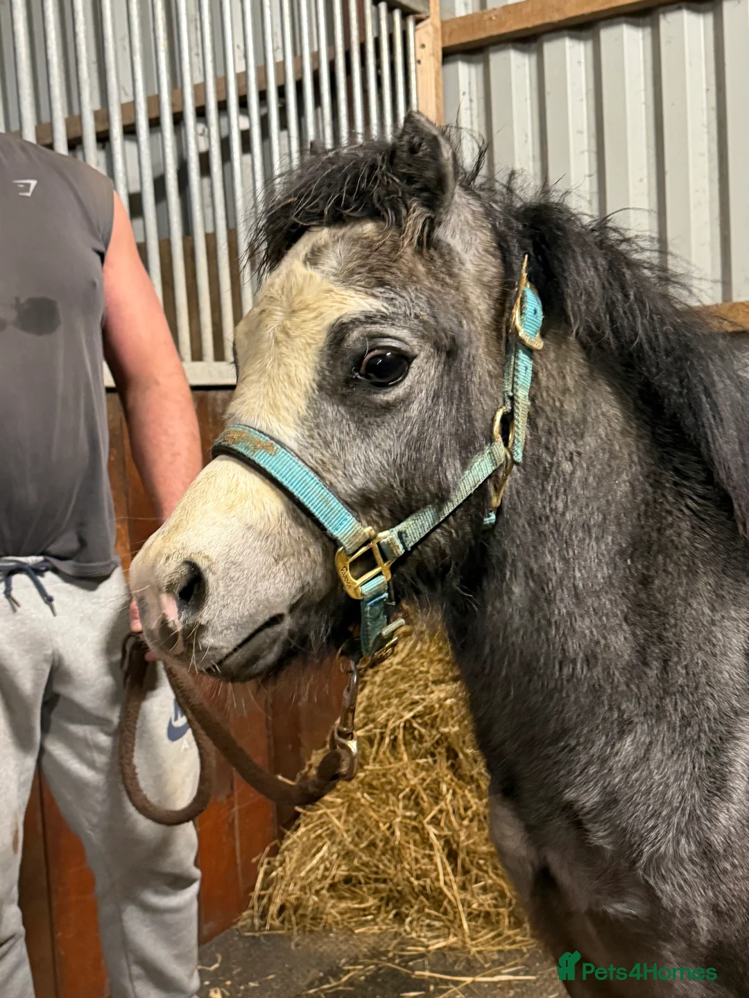 Welsh Section A horses for sale: Showstopping colt - A rosette machine !! - Advert 5