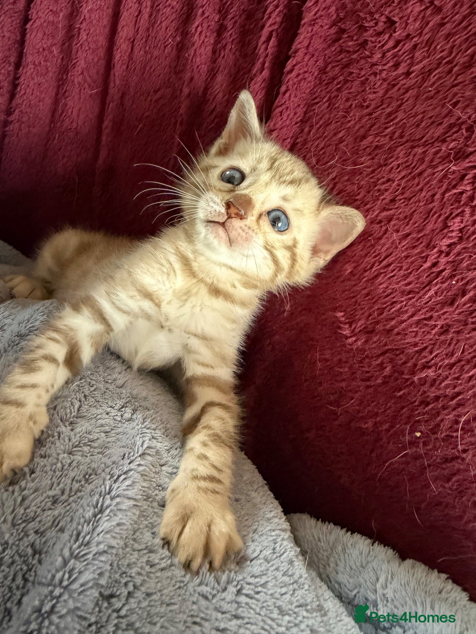 Bengal cats Last Pure Snow Lynx Kitten, TICA on the request 🏆 - Advert 1