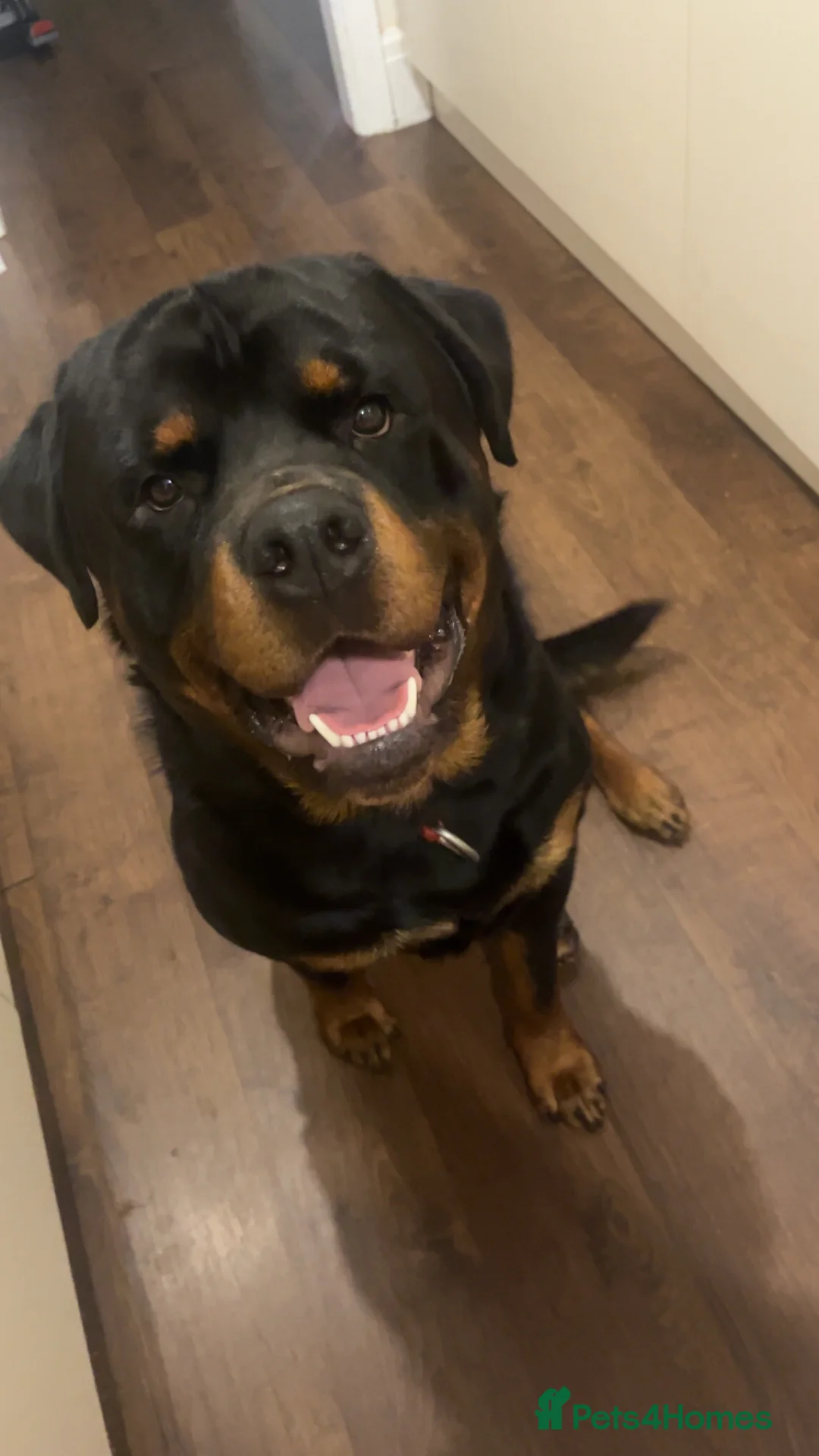 Rottweiler dogs for sale: Male Rottweiler  - Advert 1