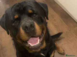 Rottweiler dogs Male Rottweiler - Advert 1