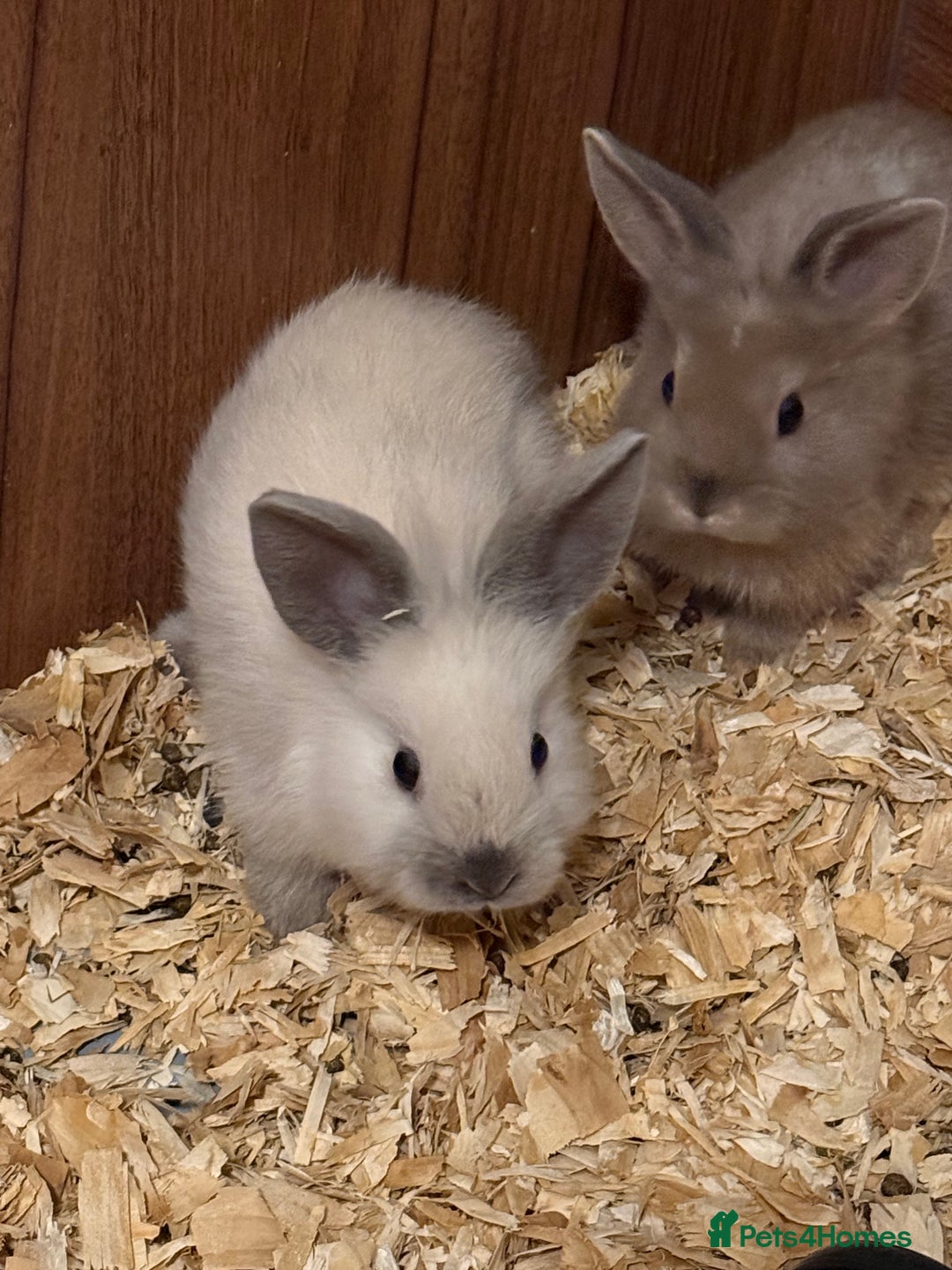 Lionhead rabbits for sale: Pure bred Lion heads available now - Advert 5