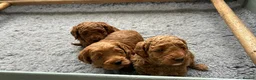 Cockapoo dogs for sale: Adorable Cockapoo Puppies Ready for Loving Homes in Leeds - Advert 1