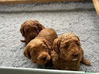 Cockapoo dogs Adorable Cockapoo Puppies Ready for Loving Homes - Advert 7
