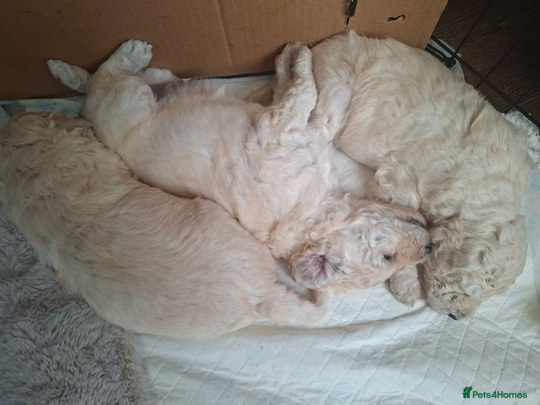 Standard Poodle dogs for sale: Standard poodle puppies  - Image 4