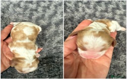 Cavalier King Charles Spaniel dogs for sale: Cavalier King Childs Sapaniel - Image 13