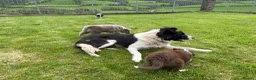 Border Collie dogs for sale: Rare Welsh Border Collie Puppies - Advert 14