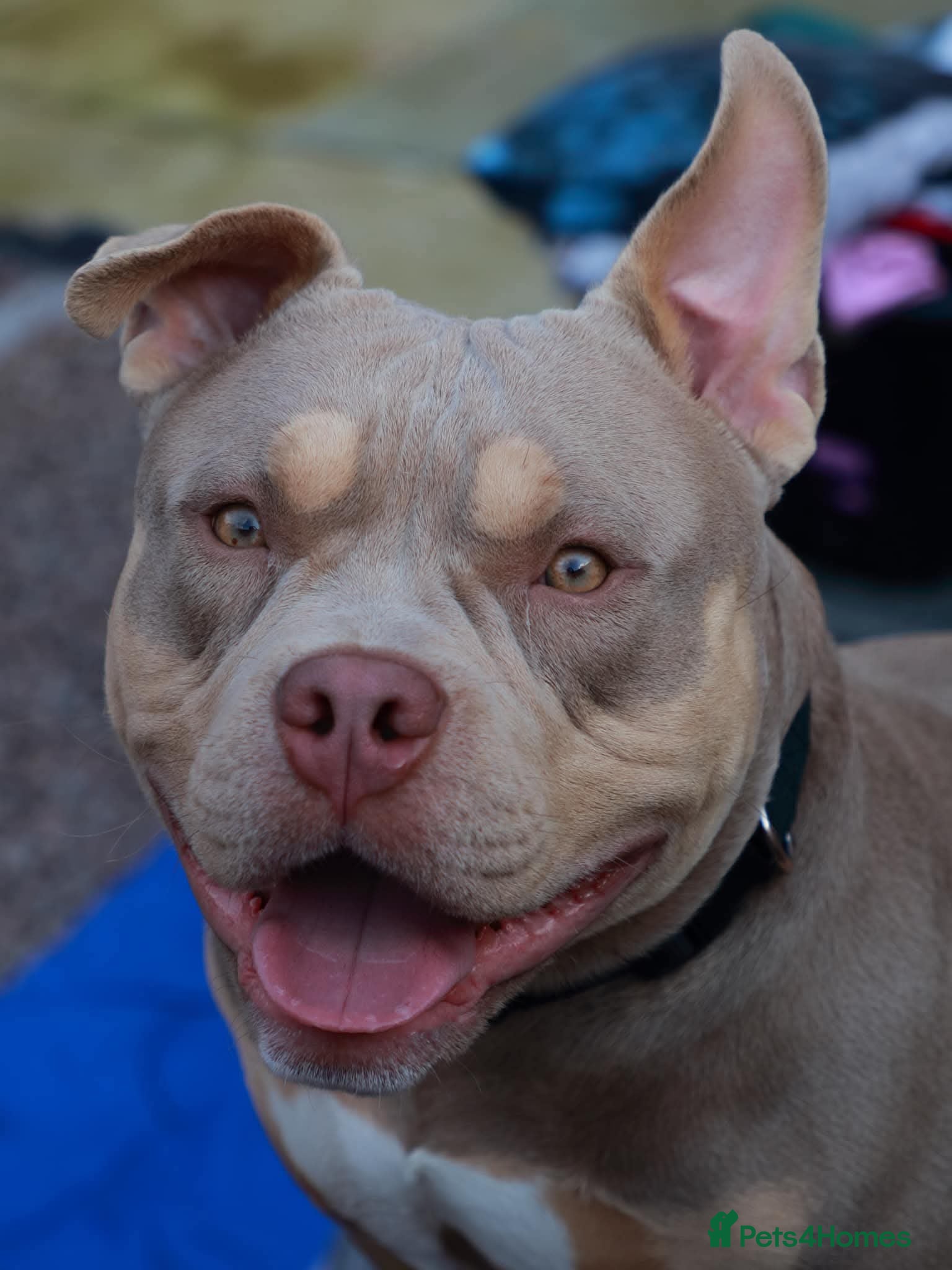 Mixed Breed dogs 4 year old male neutered pocket bully - Advert 10