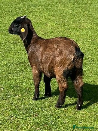 Goats livestock 4 x Boer kids  - Advert 13