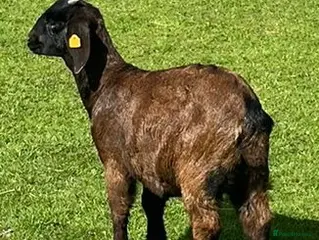 Goats livestock 4 x Boer kids - Advert 13