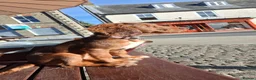 Cocker Spaniel dogs for sale: Cocker Spaniel Maeve, 5 months seeks forever home  - Advert 4