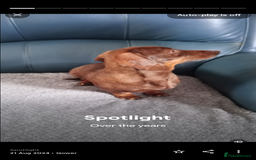 Miniature Dachshund dogs for sale: READY NOW 1 FEMALE MINIATURE dachshund  - Image 8
