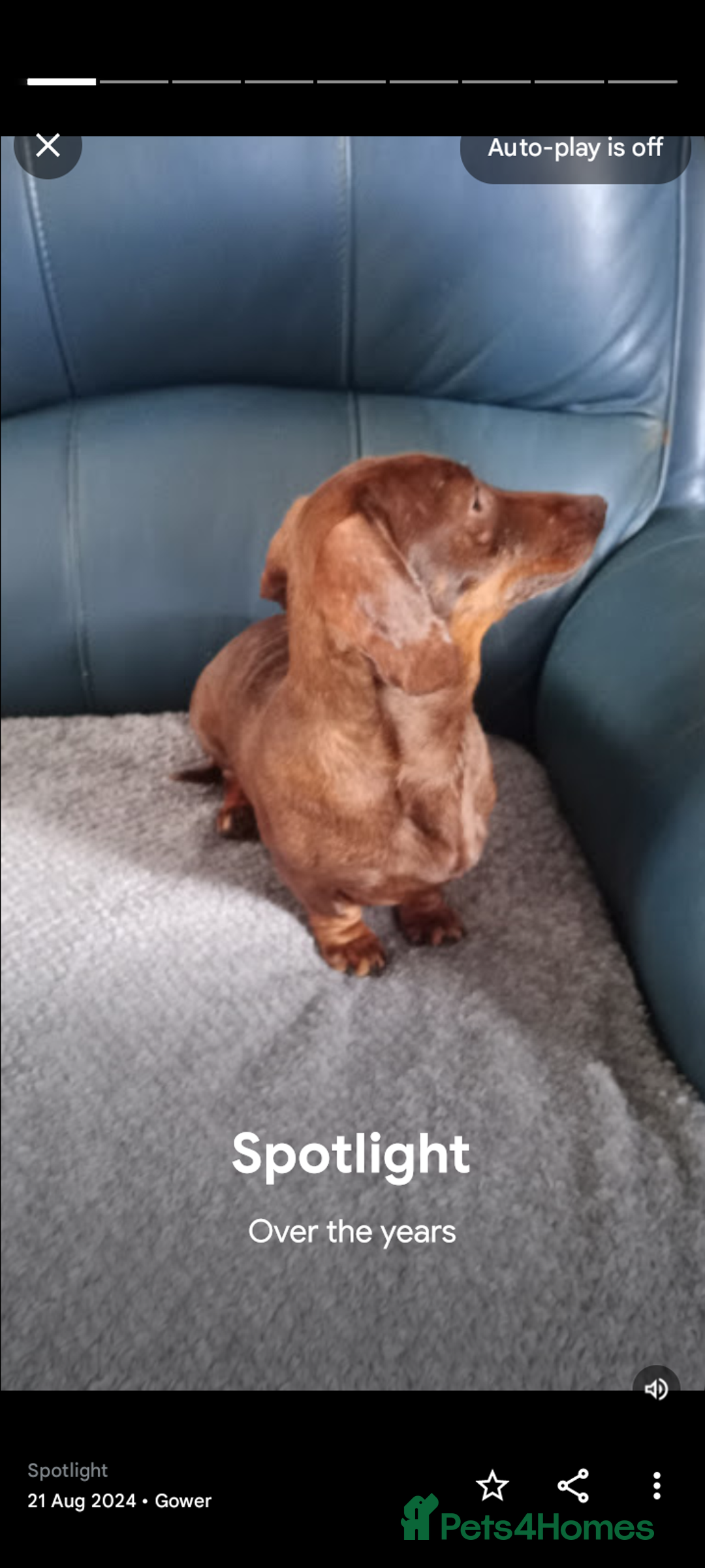 Miniature Dachshund dogs for sale: READY NOW 1 FEMALE MINIATURE dachshund  - Image 8