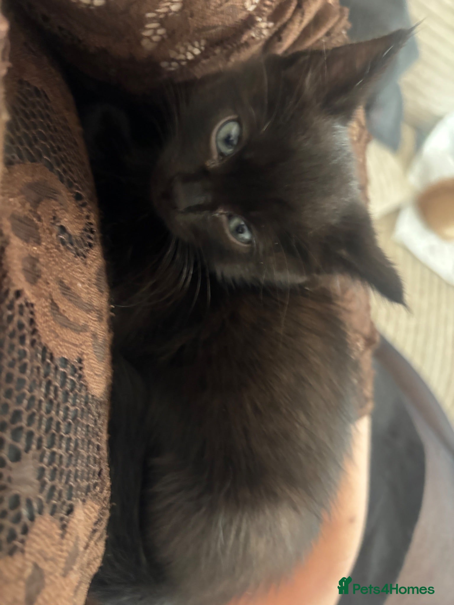 Ragdoll cats Half ragdoll kitten available (last one) - Advert 3