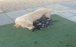 Cockerdor dogs for sale: Beautiful cockador puppys for sale  - Image 8