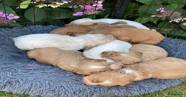 Cocker Spaniel dogs - Advert 8