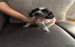 Sprocker dogs for sale: Beautiful sprockers for sale - Image 3
