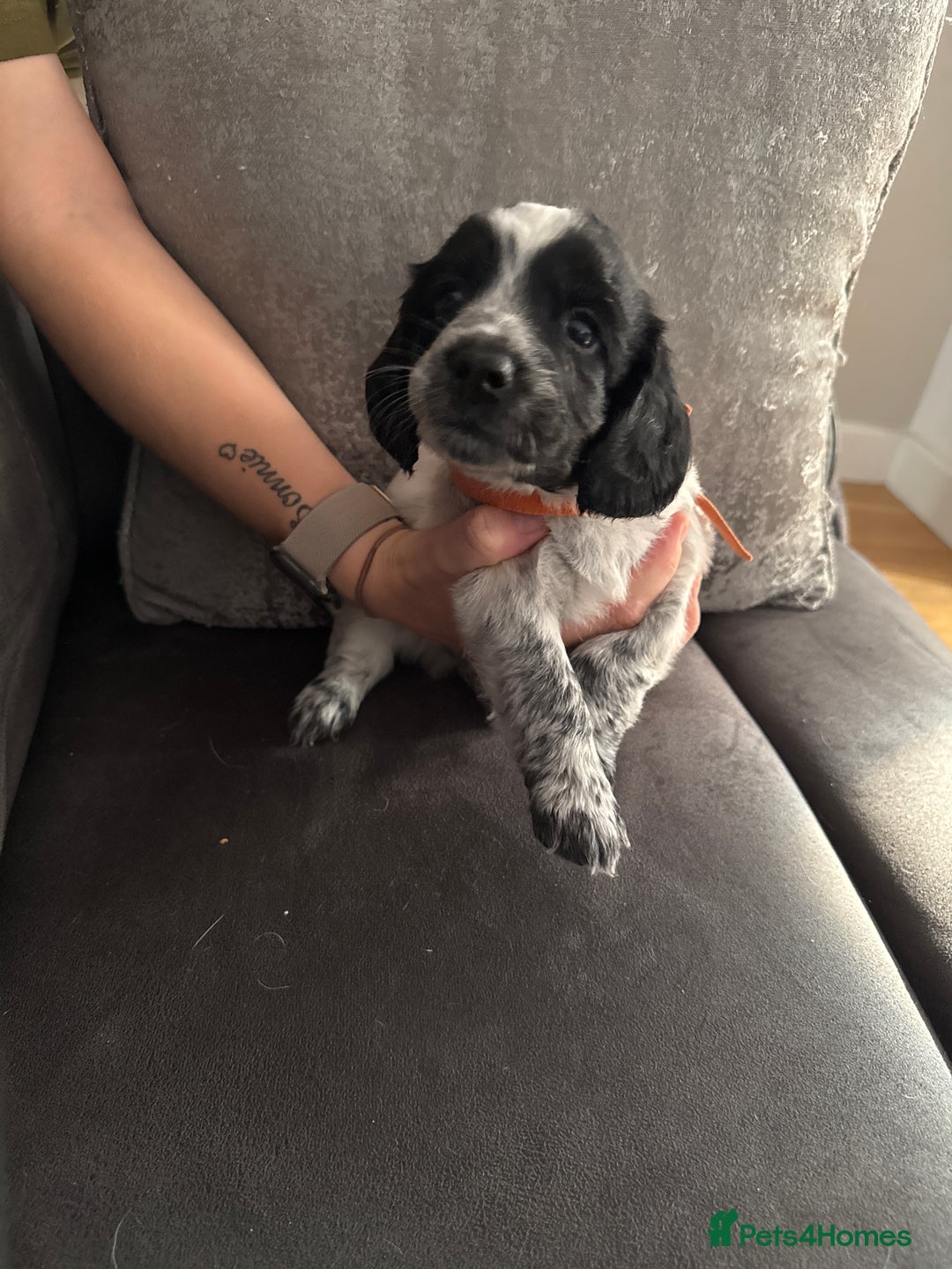 Sprocker dogs for sale: Beautiful sprockers for sale - Image 3