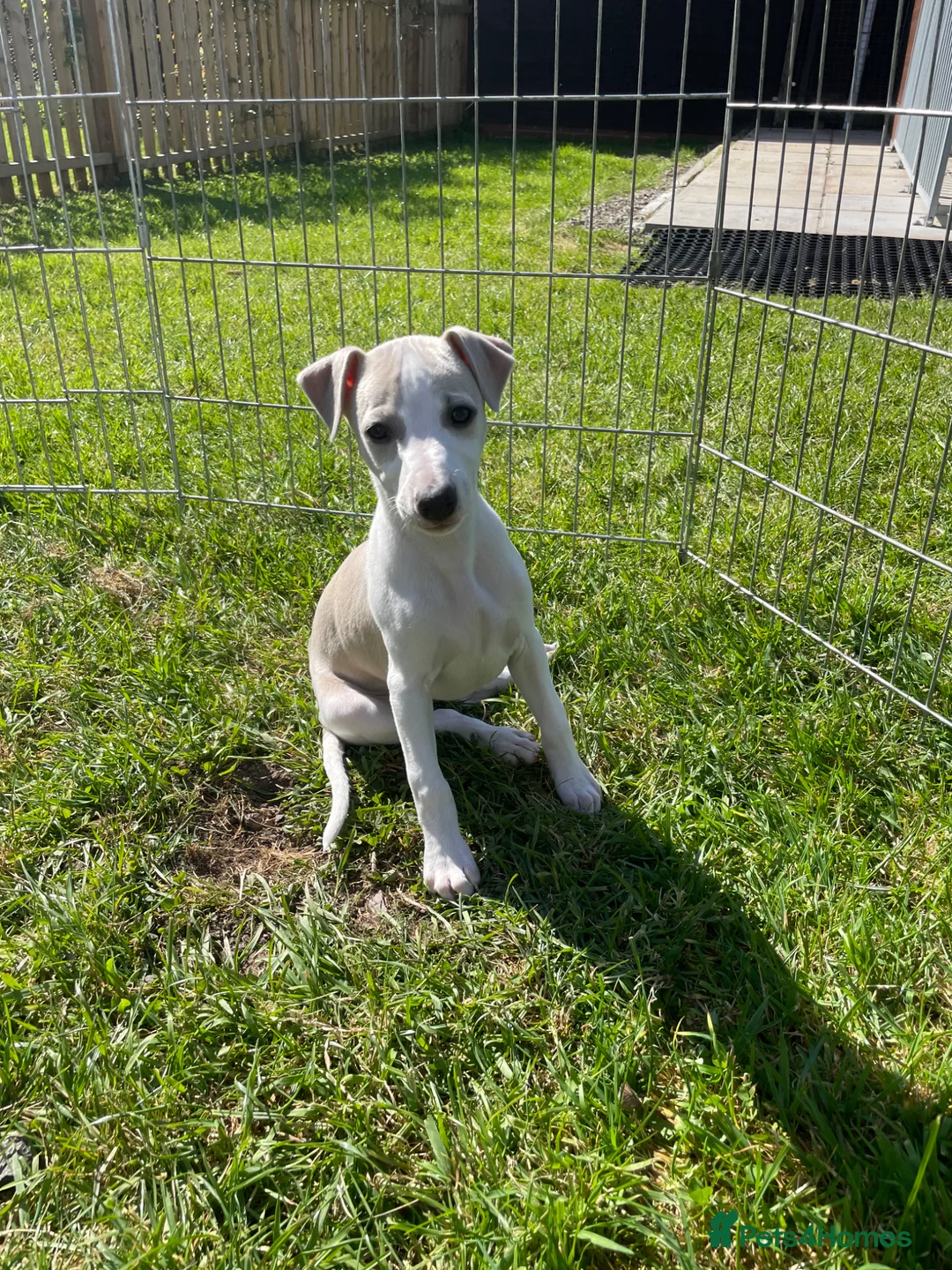 Whippet dogs for sale: Whippet puppy - Advert 1