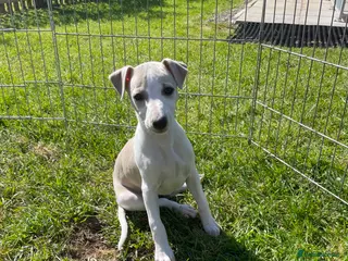 Whippet dogs Whippet puppy - Advert 7