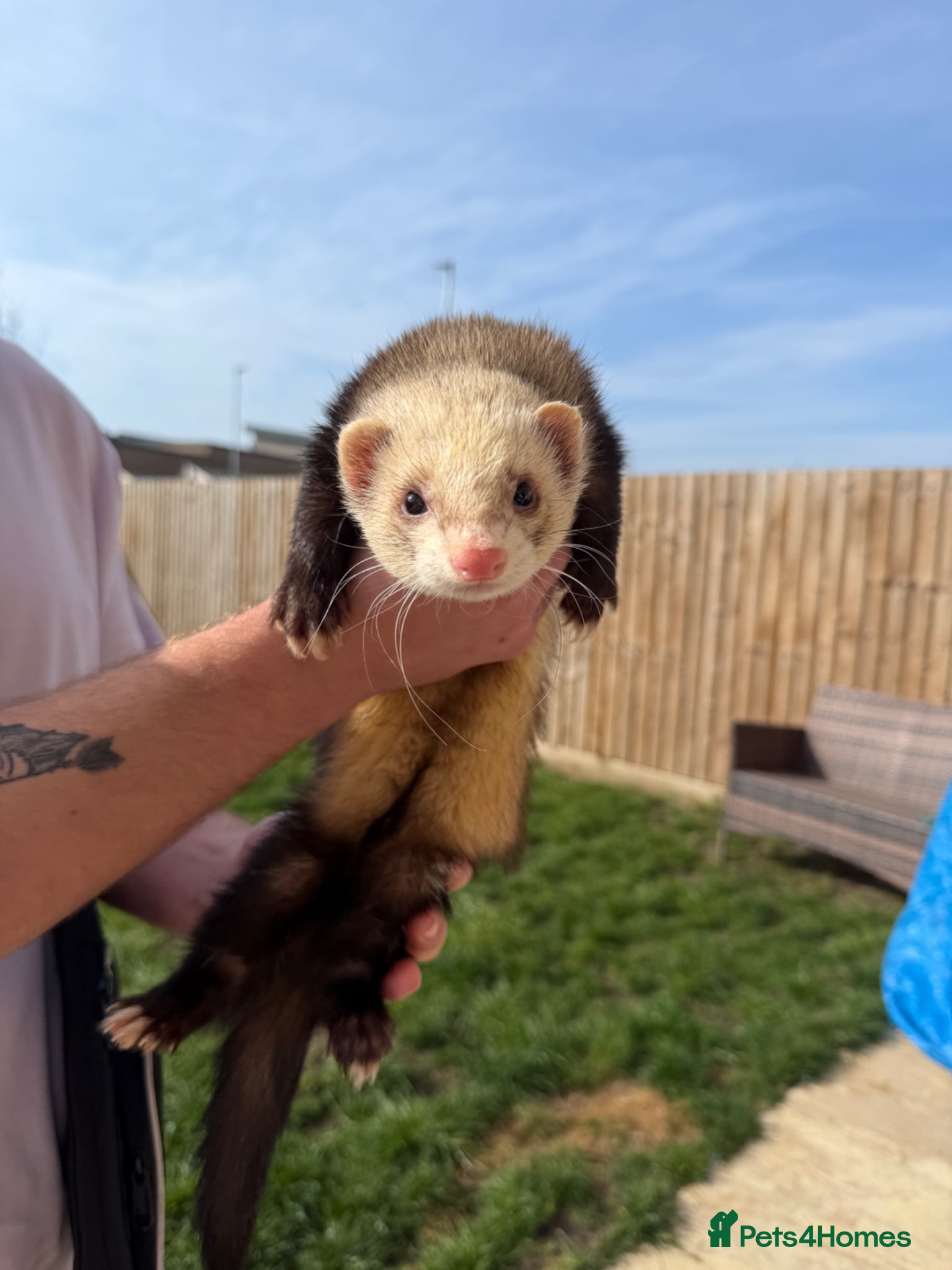 Ferret rodents 2 male ferrets Meeko and sully  - Advert 2