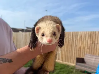 Ferret rodents 2 male ferrets Meeko and sully - Advert 1