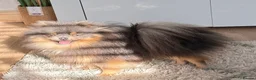 Pomeranian dogs for sale: Blue and Tan female Pomeranian  - Advert 2