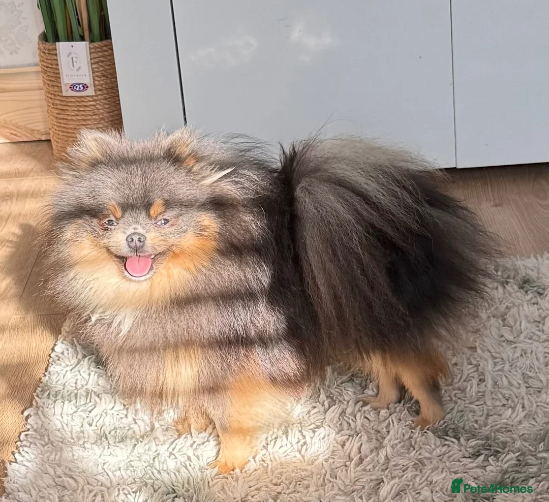 Pomeranian dogs for sale: Blue and Tan female Pomeranian  - Advert 2