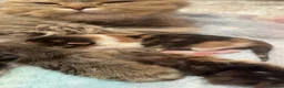 British Longhair cats for sale: British Longhair mum + 5 kittens (available soon) in Stanmore - Advert 9