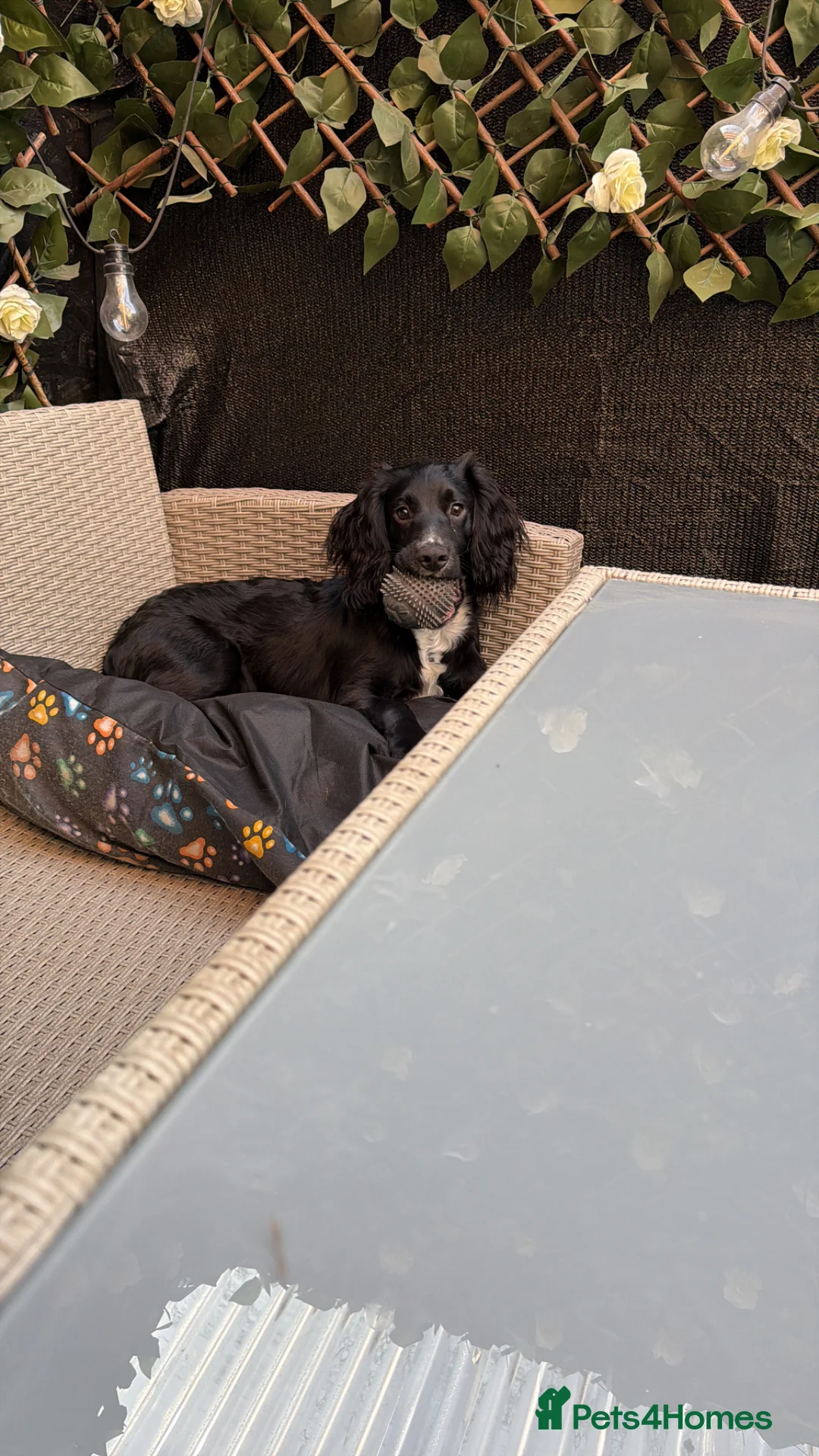 Cocker Spaniel dogs for sale: Cocker spaniel puppy - Advert 2