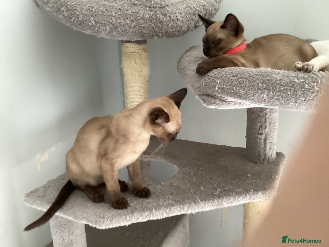 Burmese cats for sale: Burmese x Siamese, registered GCCF Tonkinese. - Image 2