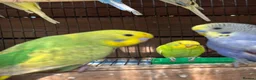 Budgerigars birds for sale: Adorable budgies for sale  - Advert 4