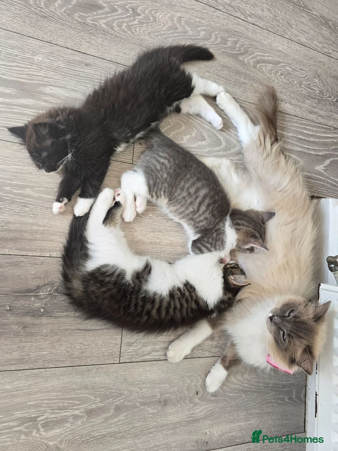 Ragdoll cats for sale: Cross ragdols - Advert 2